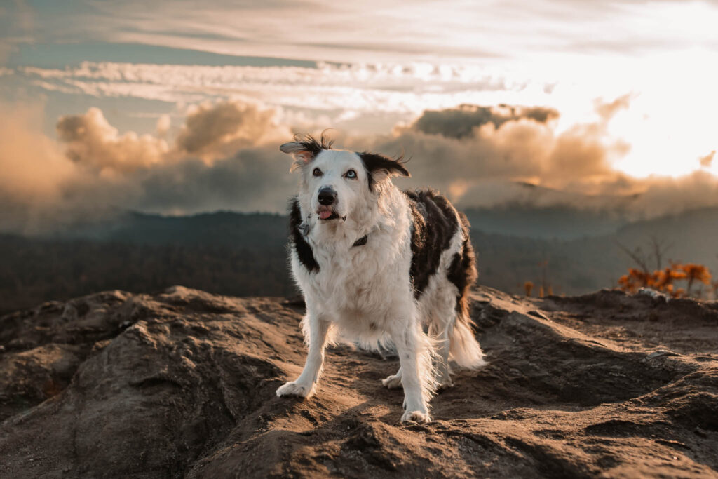 a senior dog on a mountain top during a wedding
