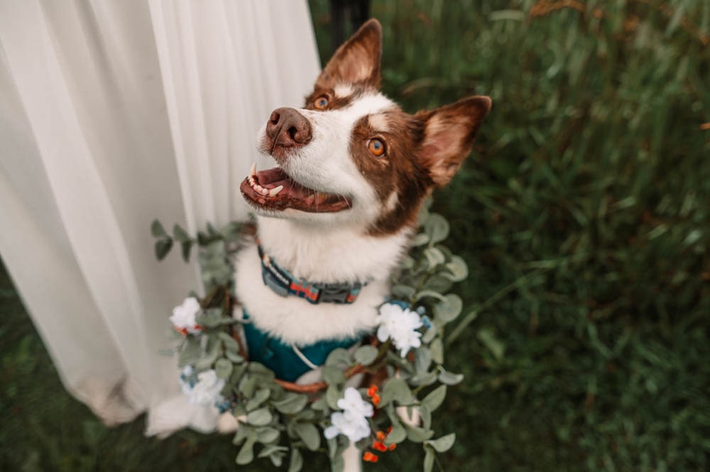a dog next to a bride on her elopement day