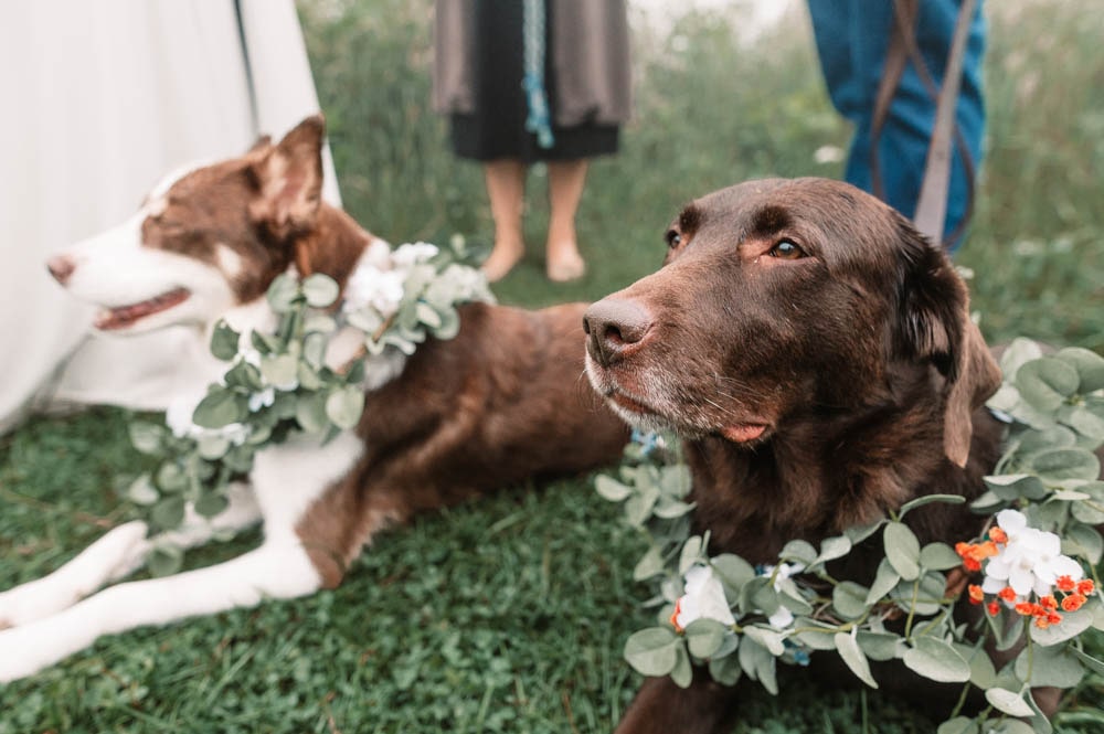 dogs at an elopement