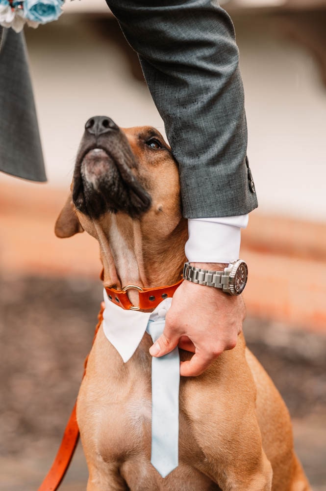bringing your dog to your elopement